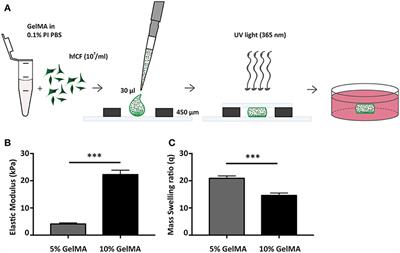 Anti-fibrotic Effects of Cardiac Progenitor Cells in a 3D-Model of Human Cardiac Fibrosis